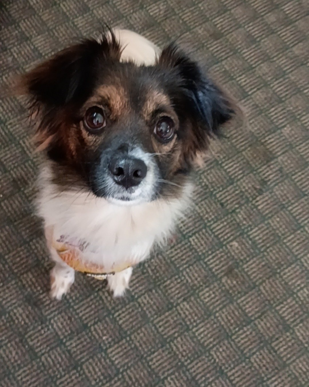 Lucy the mutt. Dog, Puppy, Cocker Spaniel, Papillon, Chihuahua