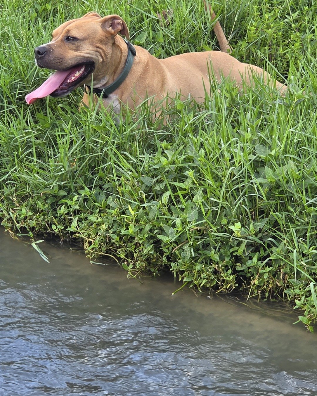 Tater the boxer mix. Grass, Plant, Green, Vegetation, Herbal, Herbs