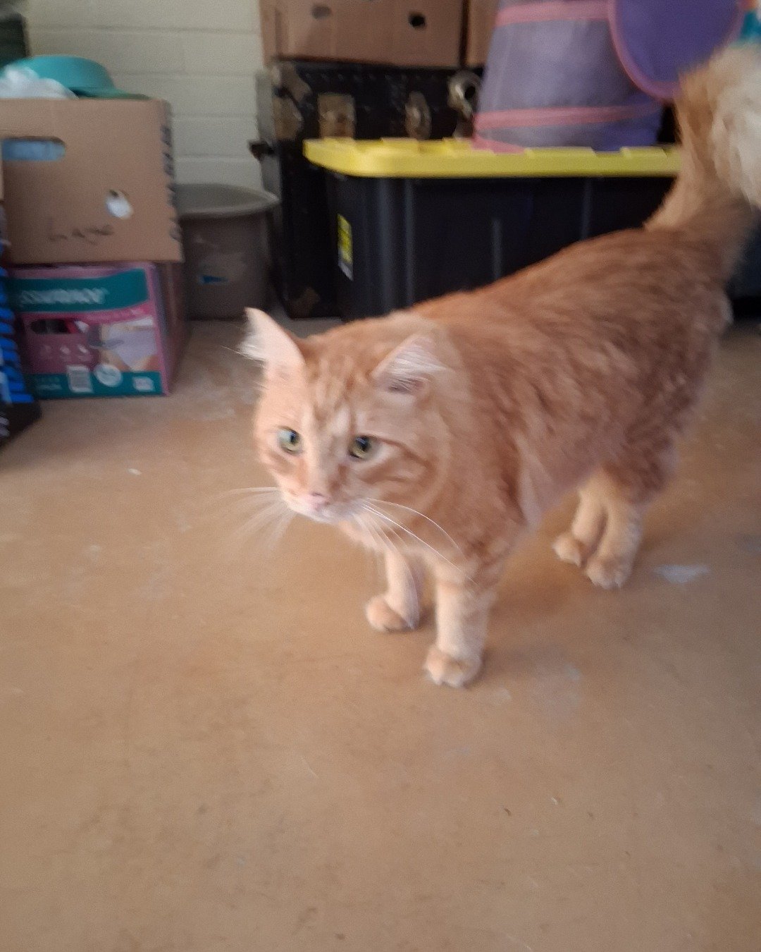 Simon. Box, Cat, Floor