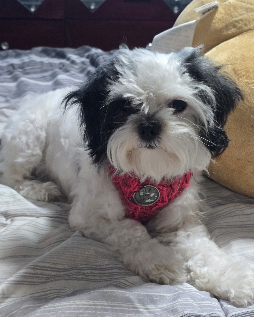 Kaia the Shih Tzu. Dog, Puppy, Couch, Furniture, Accessories, Cushion