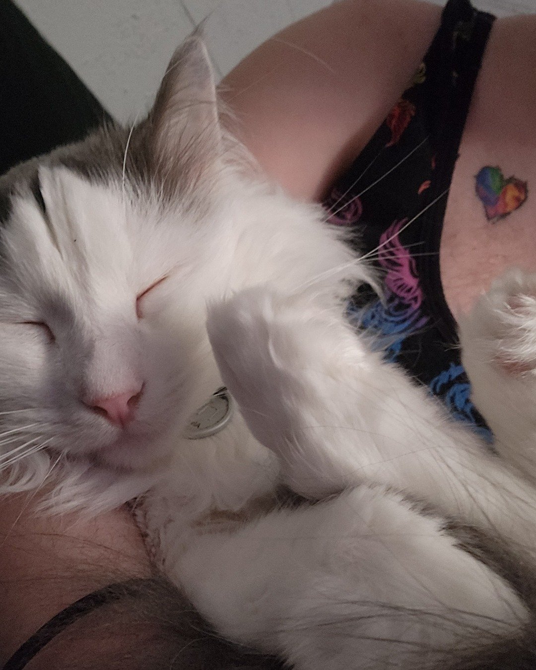 Twinkie the Maine Coon/Ragdoll. Person, Sleeping, Cat, Kitten, Skin, Tattoo