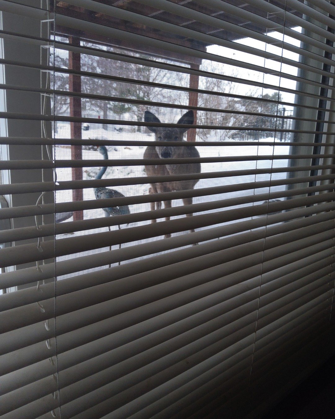 muffin. Curtain, Home Decor, Window Shade, Kangaroo