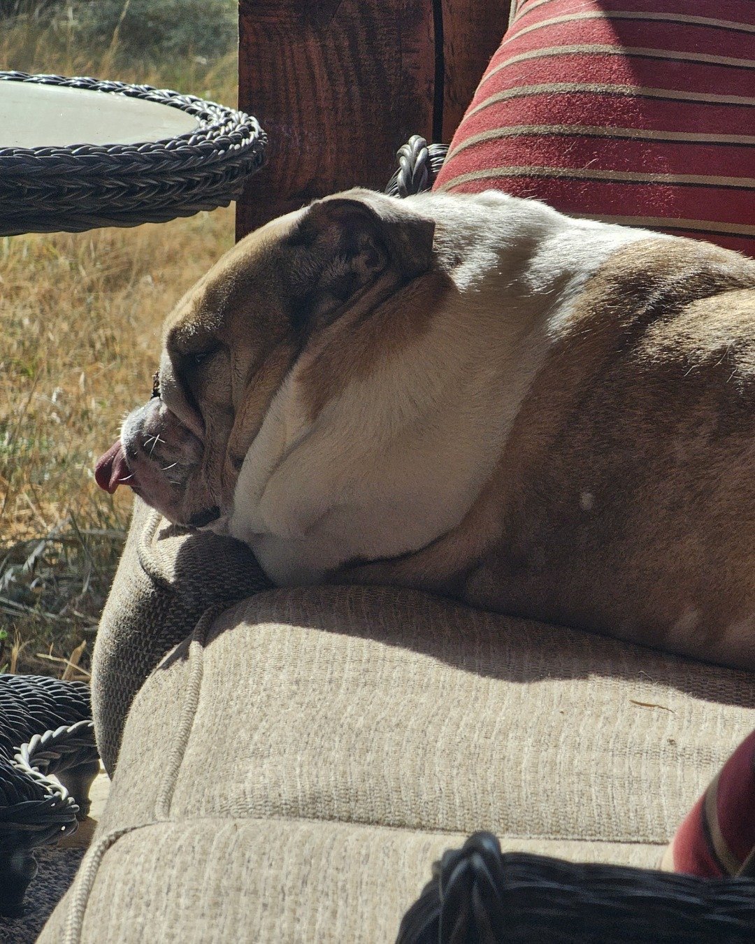 Ada Mae the English Bulldog. Couch, Furniture, Bulldog, Dog, Puppy