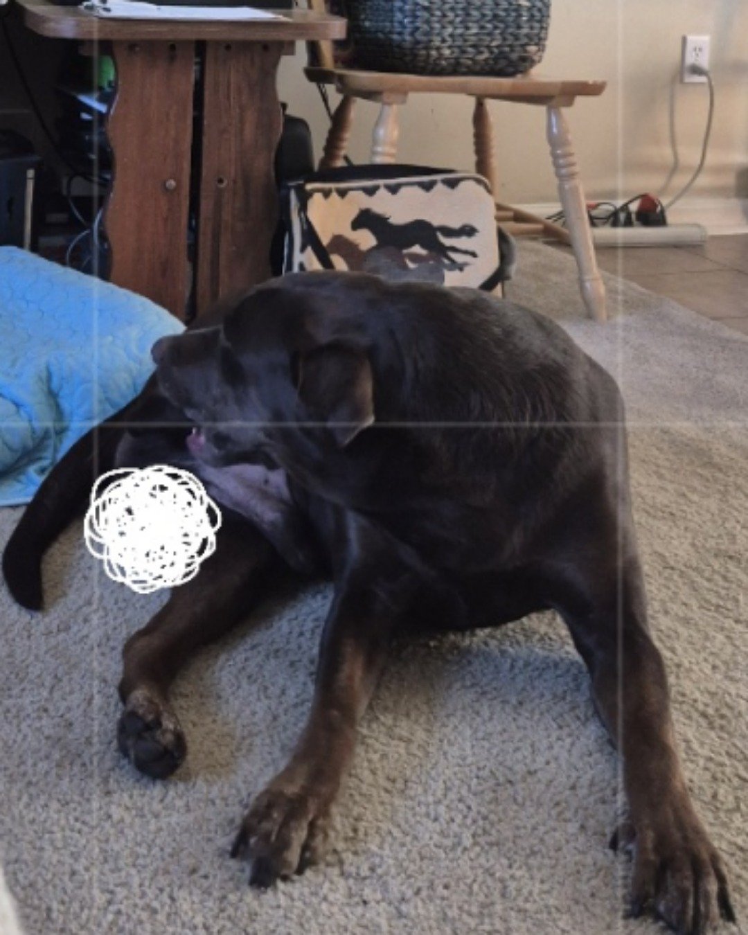 Roscoe the chocolate lab. Dog, Labrador Retriever