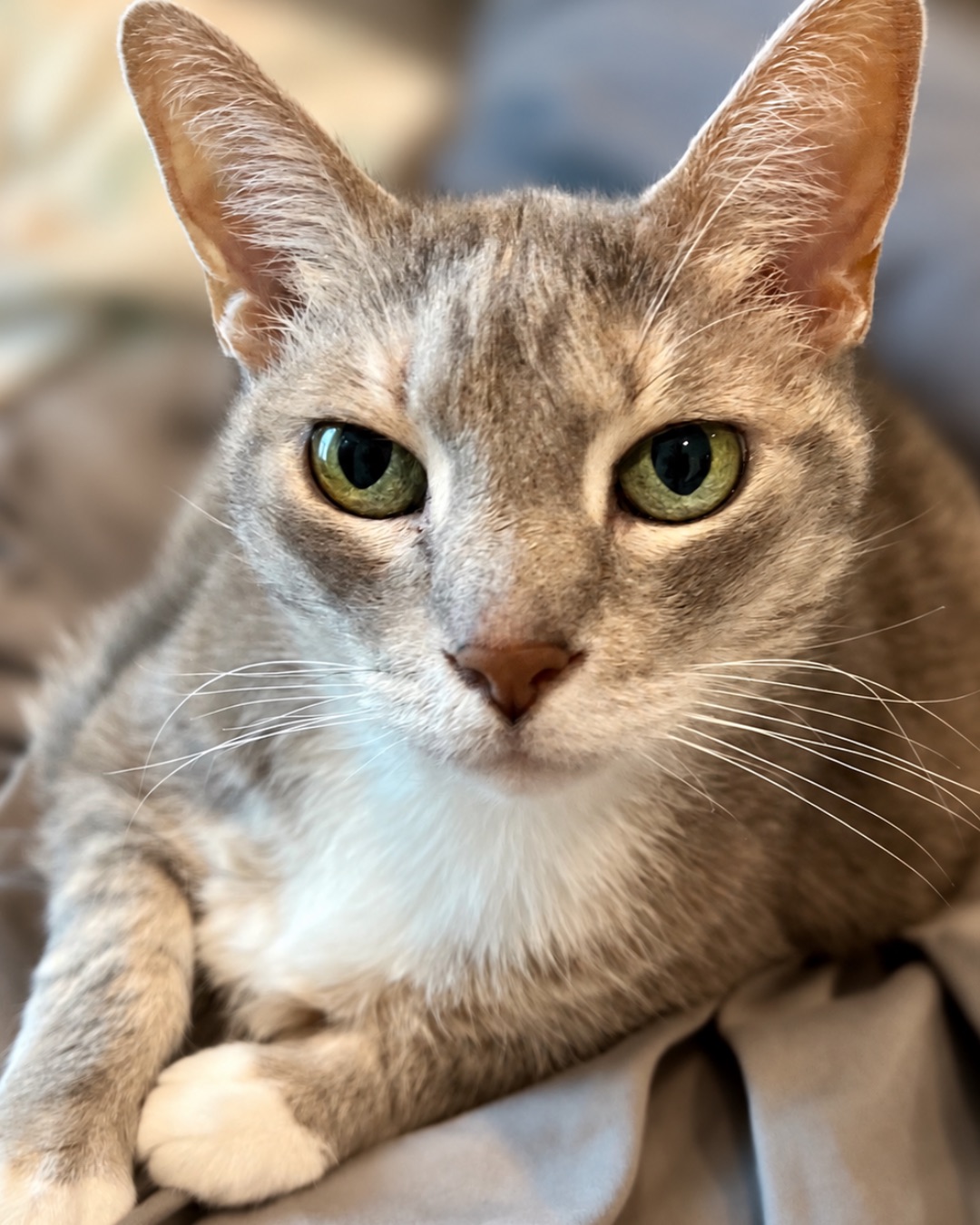 Big Tuna the Fatty. Abyssinian, Cat