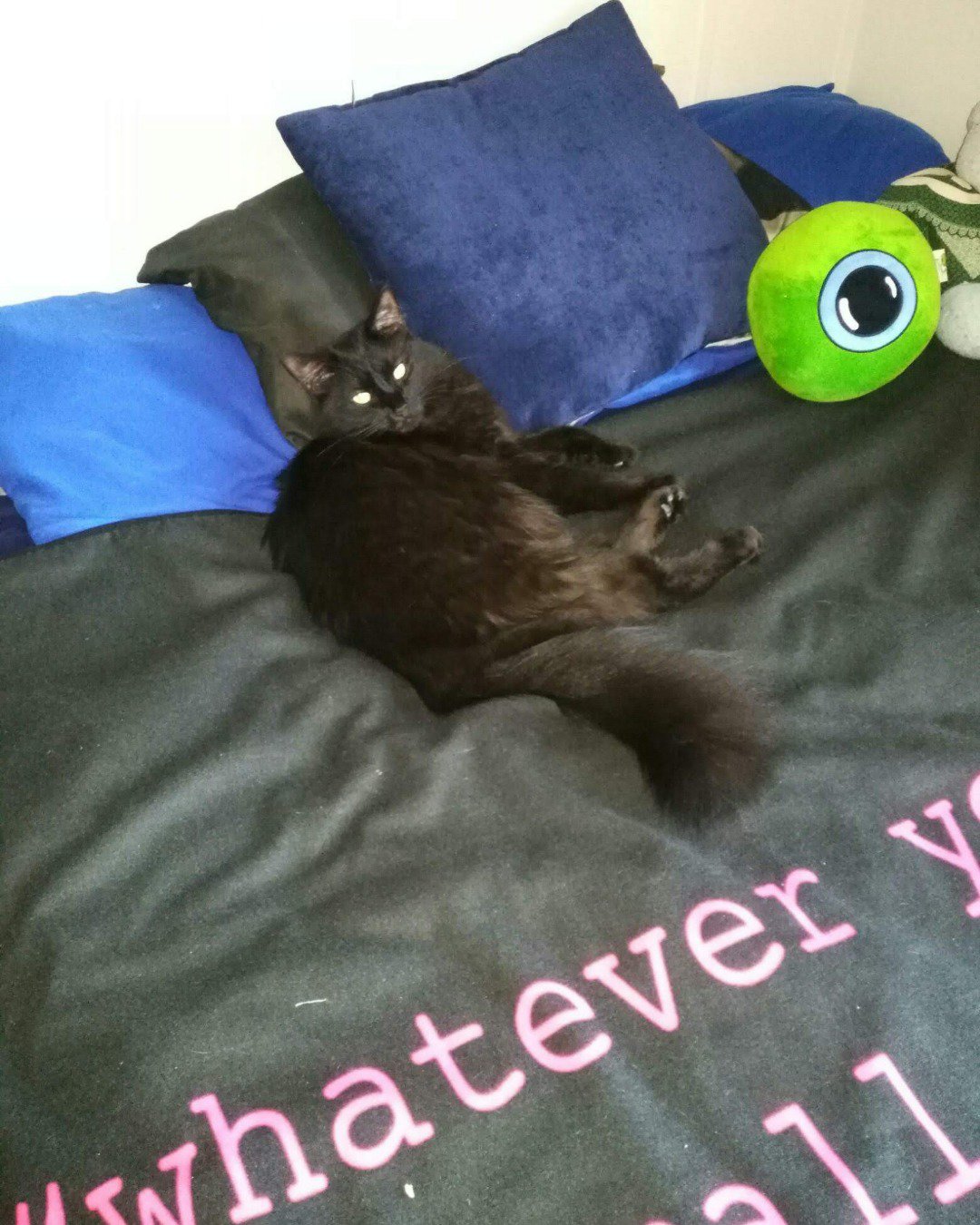 Sylvester the Unsure. Cushion, Home Decor, Furniture, Cat, Couch, Bed