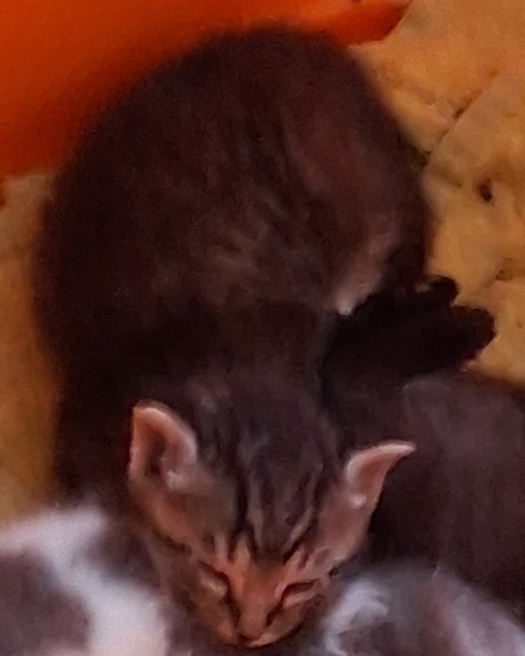 Reaper the Kitten. Cat, Kitten, Person