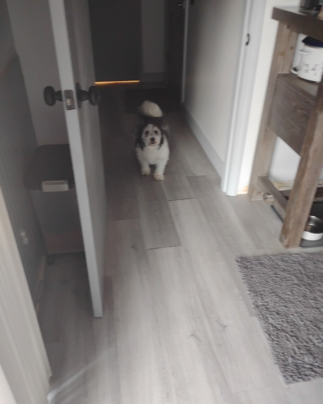 Mardy. Floor, Flooring, Dog, Puppy, Wood, Indoors