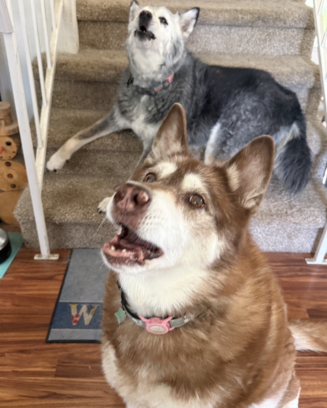 Nala the Siberian Husky. Dog, Husky, Wood, Hardwood, Floor, Flooring