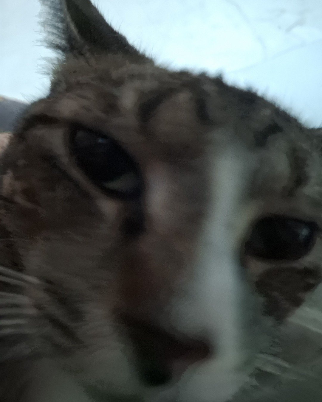 zenth. Cat