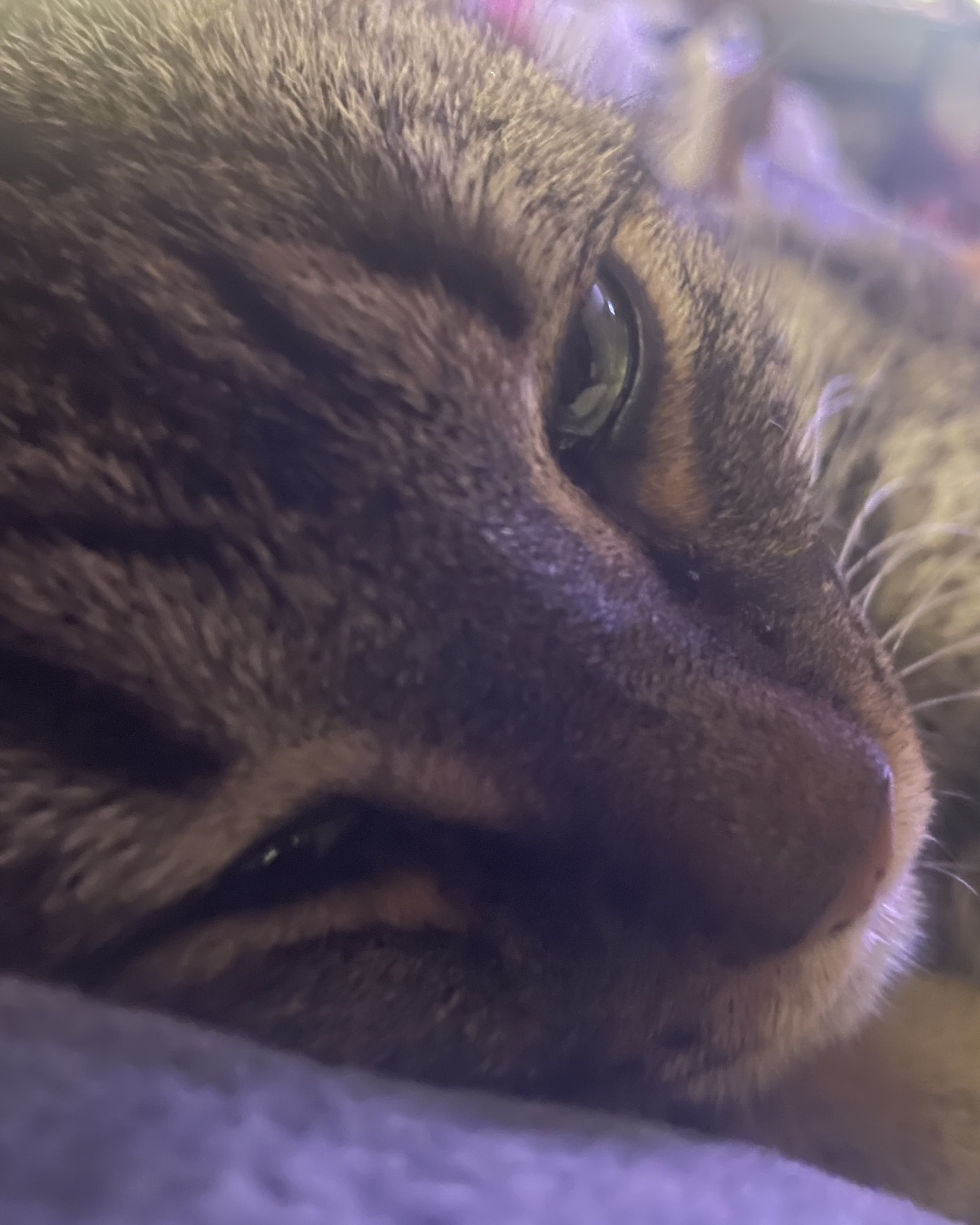 ReyRey — Abyssinian, Cat