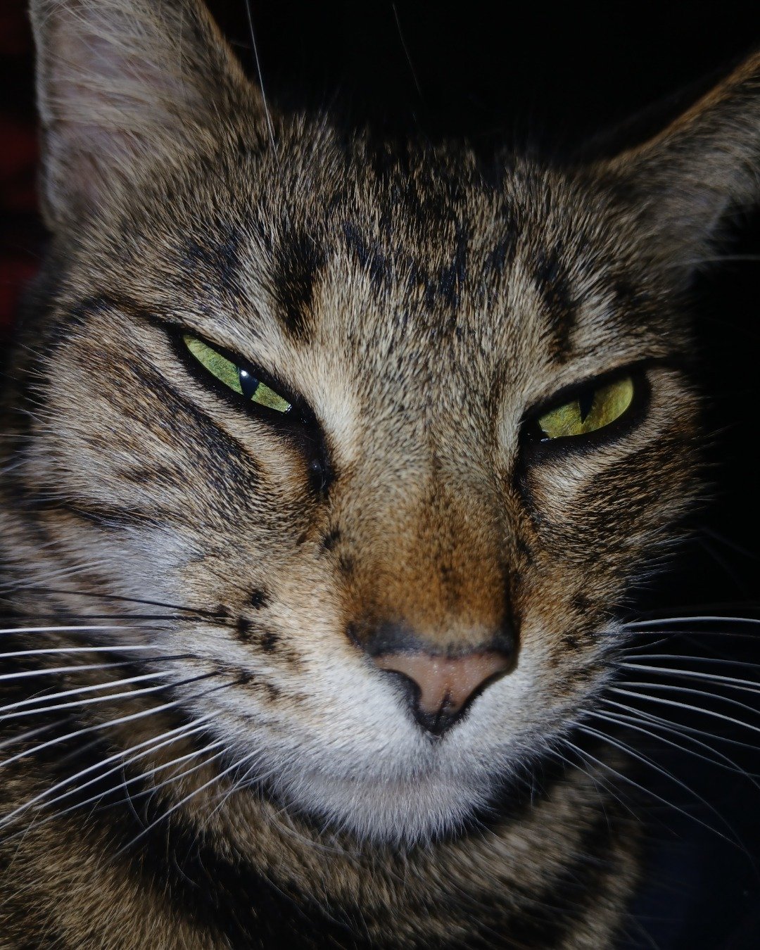 Cuddles the mouse chaser. Abyssinian, Cat