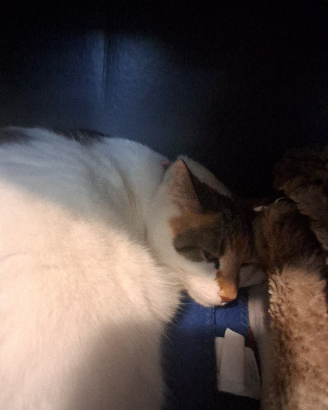 Callie the Calico maincoon. Couch, Furniture, Person, Sleeping, Cat
