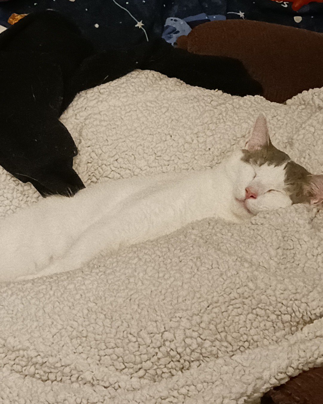 Little Dude the Unsure. Blanket, Quilt, Couch, Furniture, Cat, Person