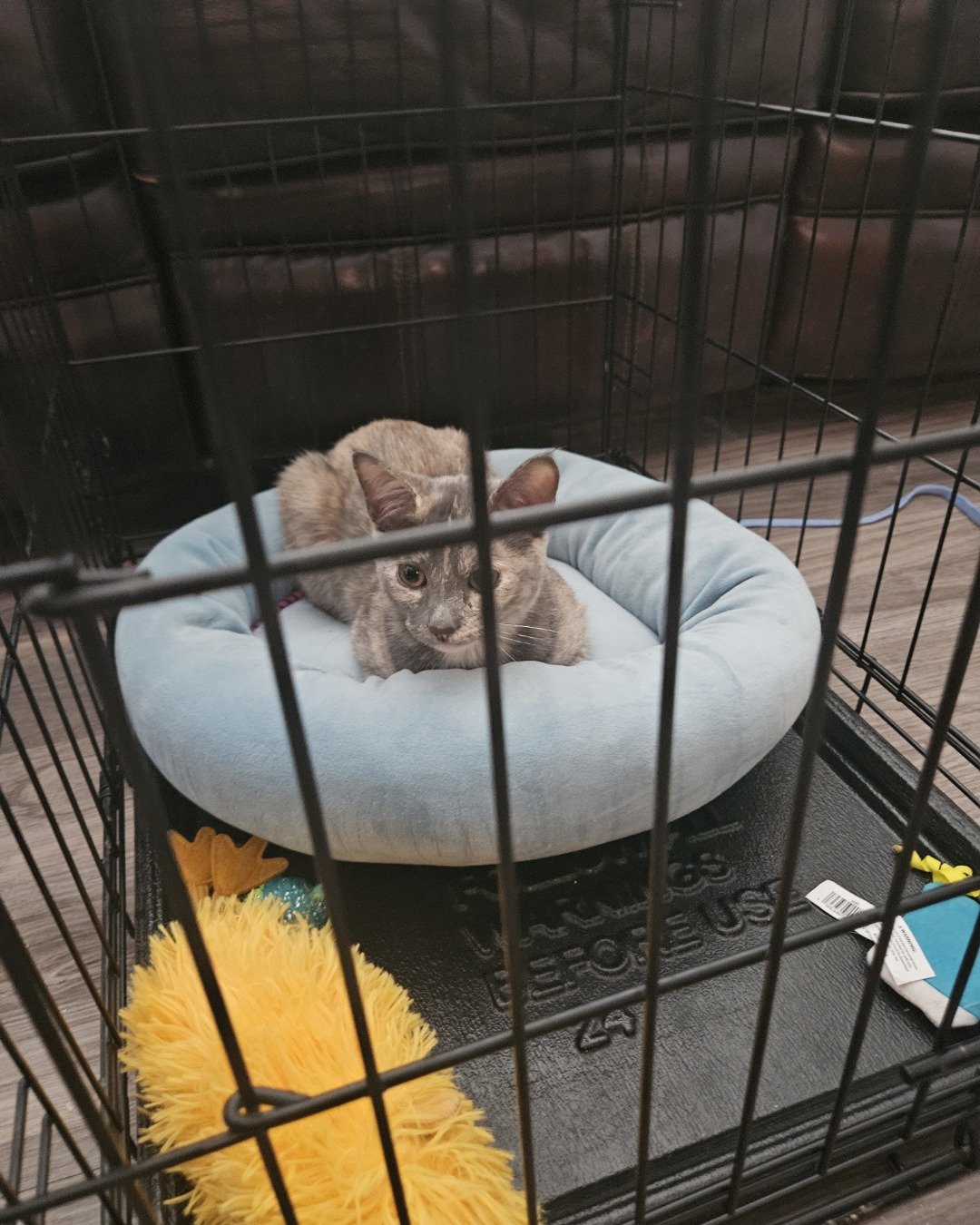 Sadie. Rabbit, Cat