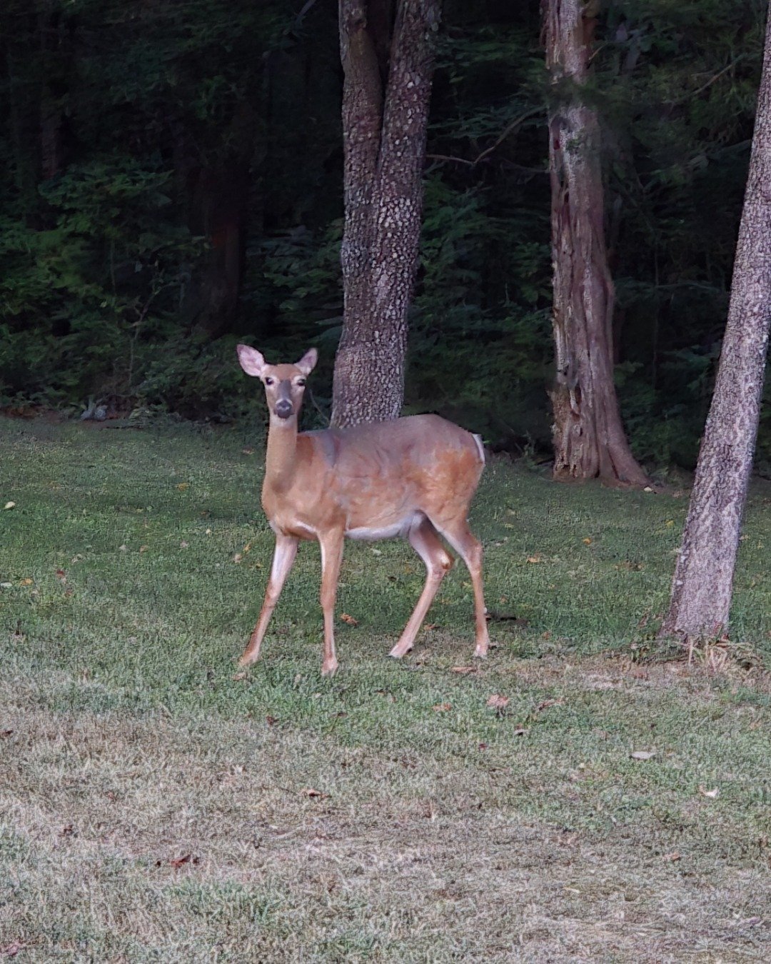 deer the deer. Deer, Plant, Tree, Antelope, Vegetation, Land