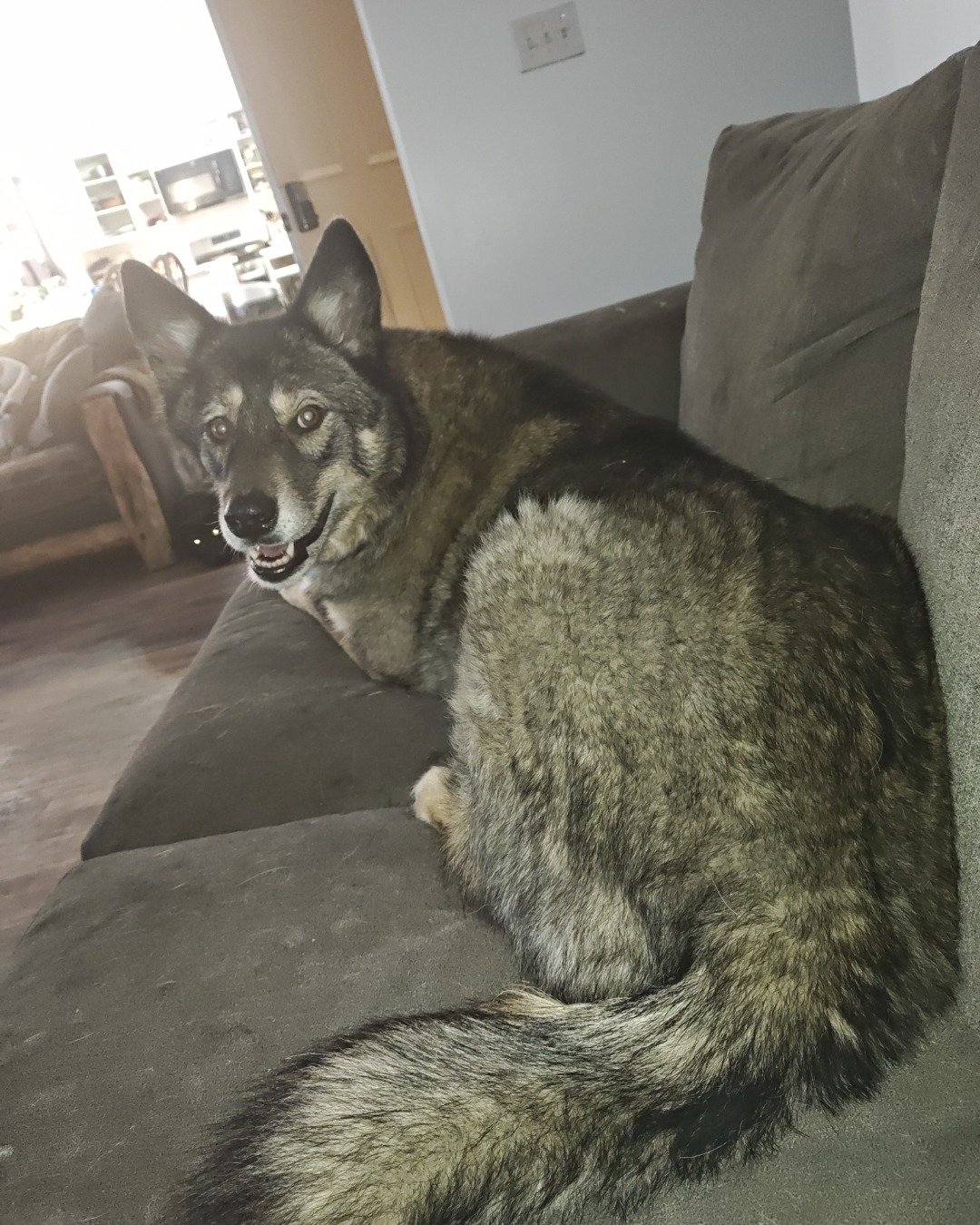 Honey the Husky mix German shepherd. Couch, Furniture, Dog, Husky