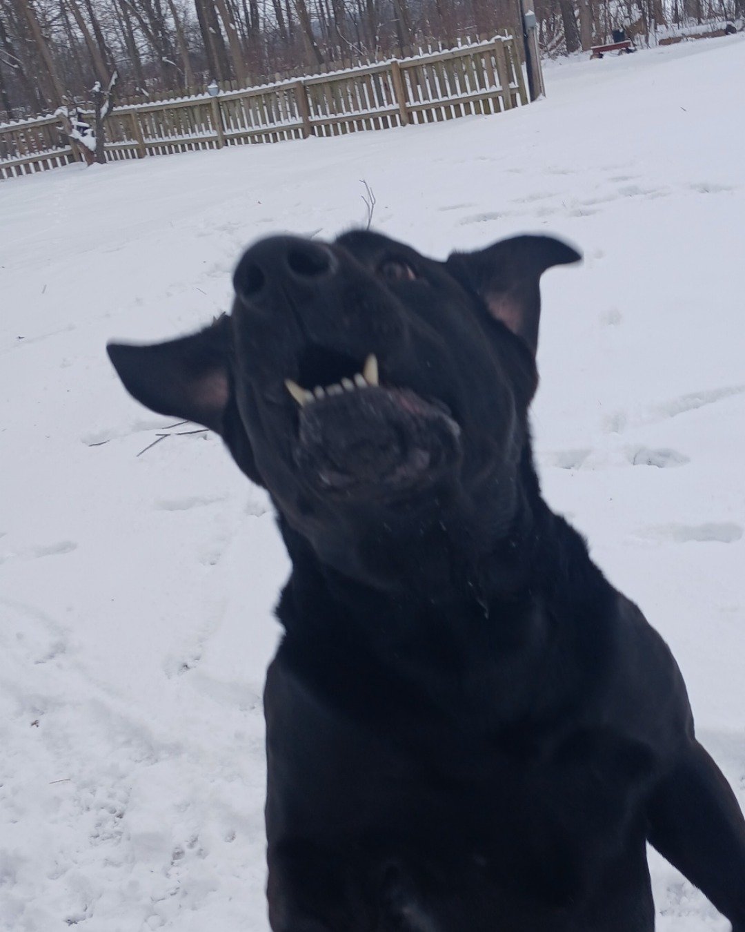 gunner the lab. Dog, Bench, Furniture, Labrador Retriever, Fence, Outdoors