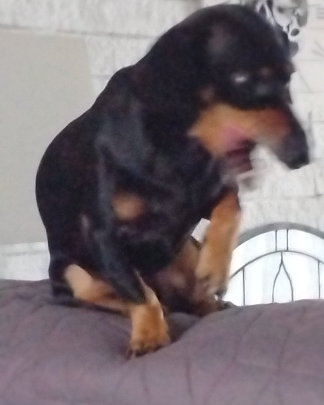 Mr weiner dog clips the wiener dog. Dog, Puppy, Chihuahua, Hound