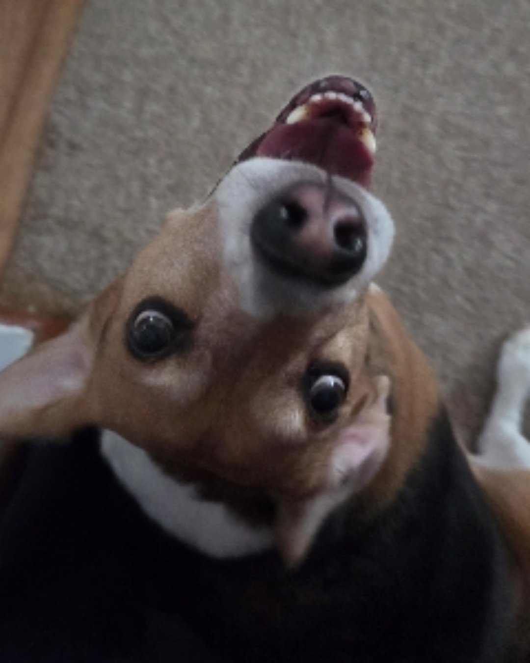 vee the beagle. Dog, Puppy, Hound, Body Part, Mouth, Person