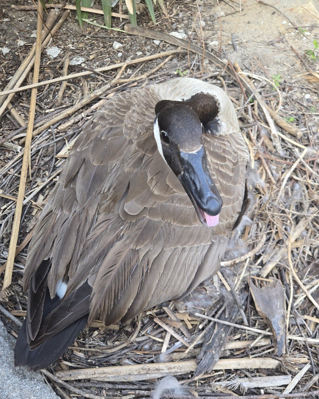Mysterious Goose the Canada Goose. Beak, Bird, Goose, Waterfowl