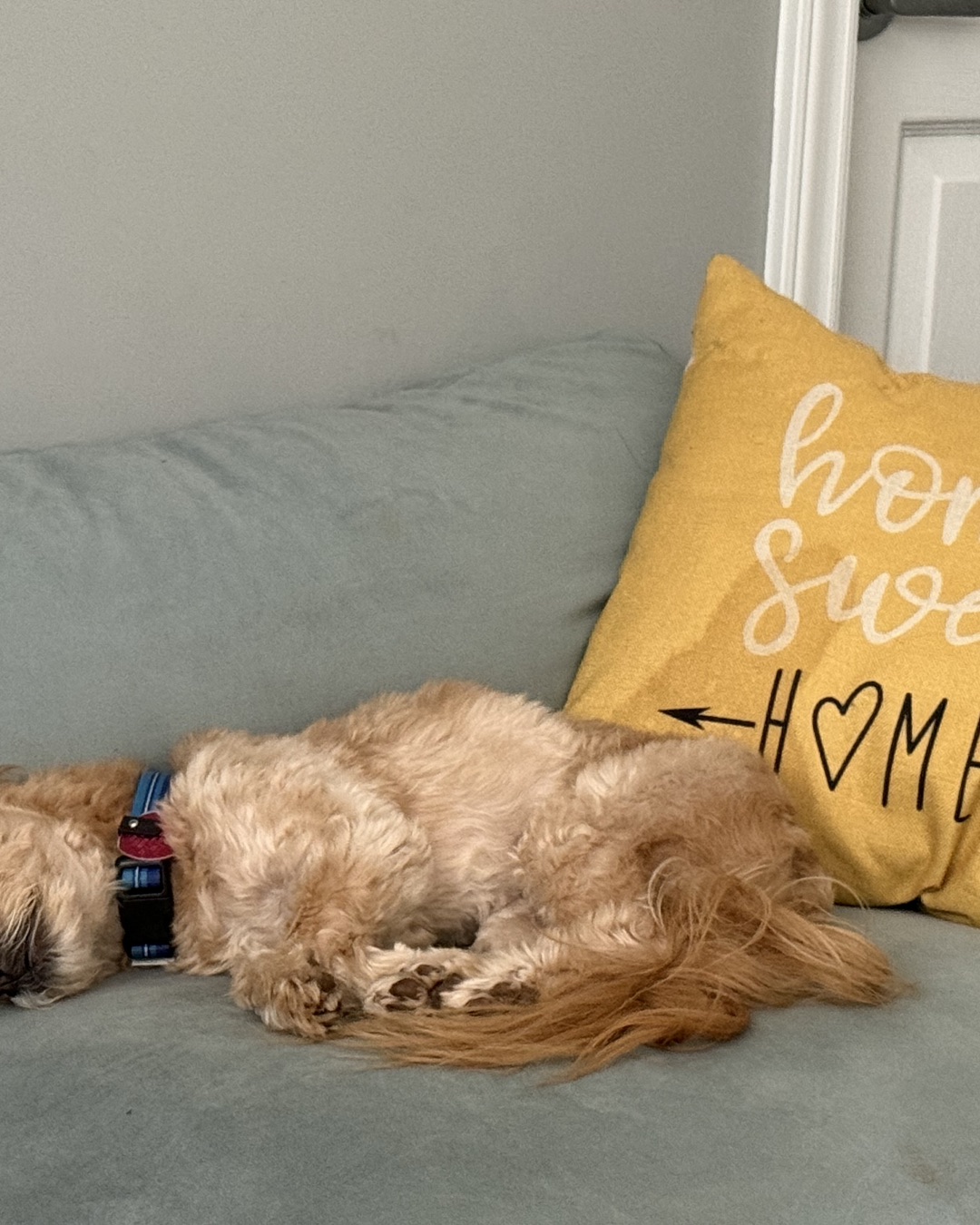 Chewie the Peekapoo. Cushion, Home Decor, Pillow, Dog, Couch, Furniture