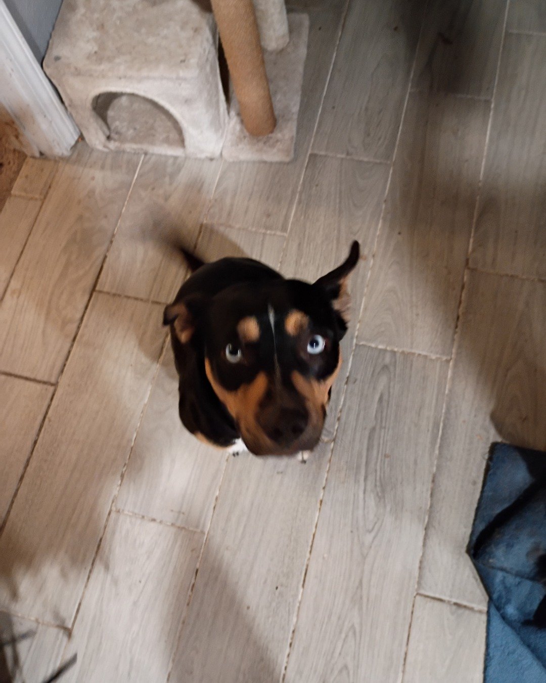 Gracie. Floor, Flooring, Wood, Dog, Puppy, Indoors