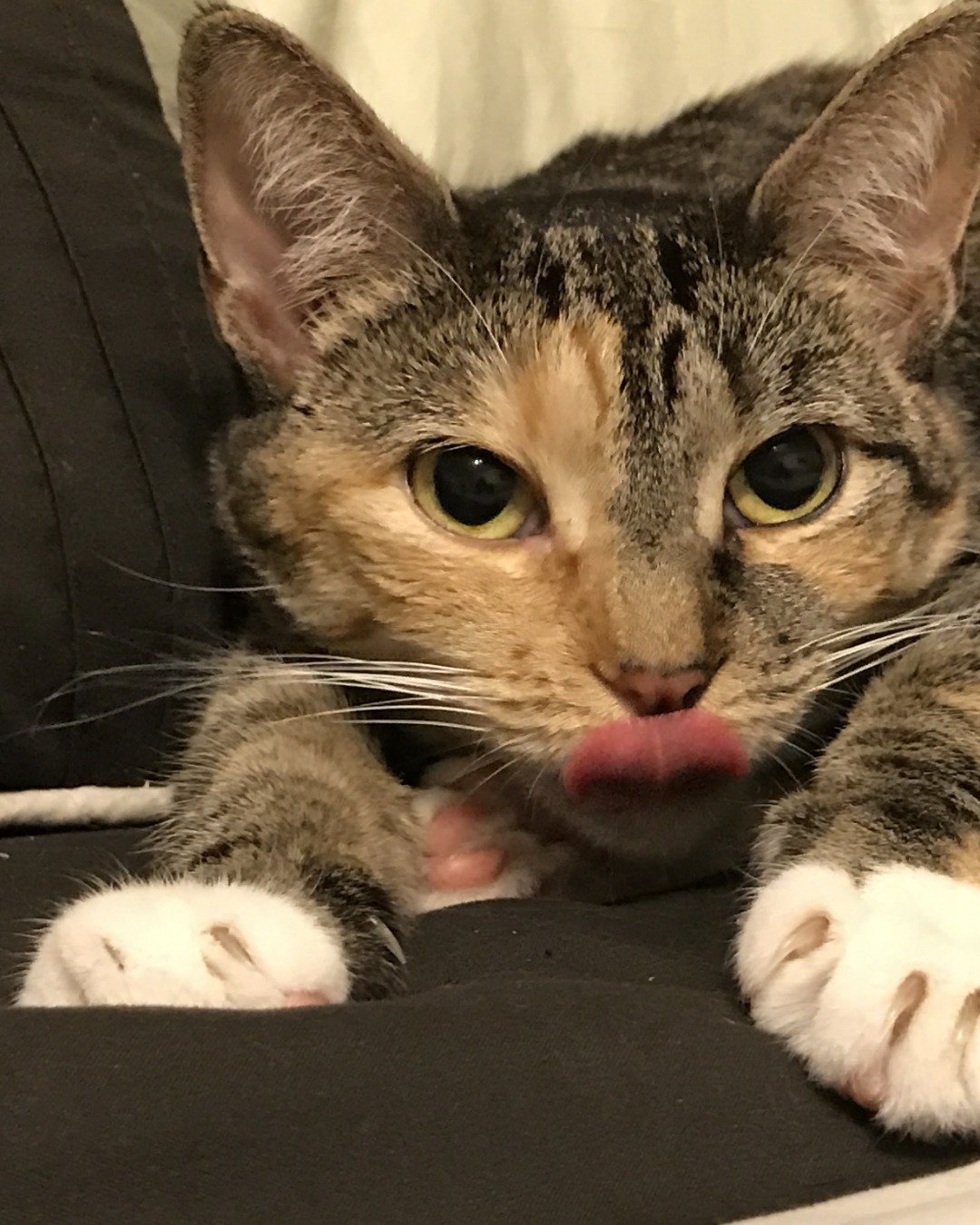 Persephone. Abyssinian, Cat, Body Part, Mouth, Person