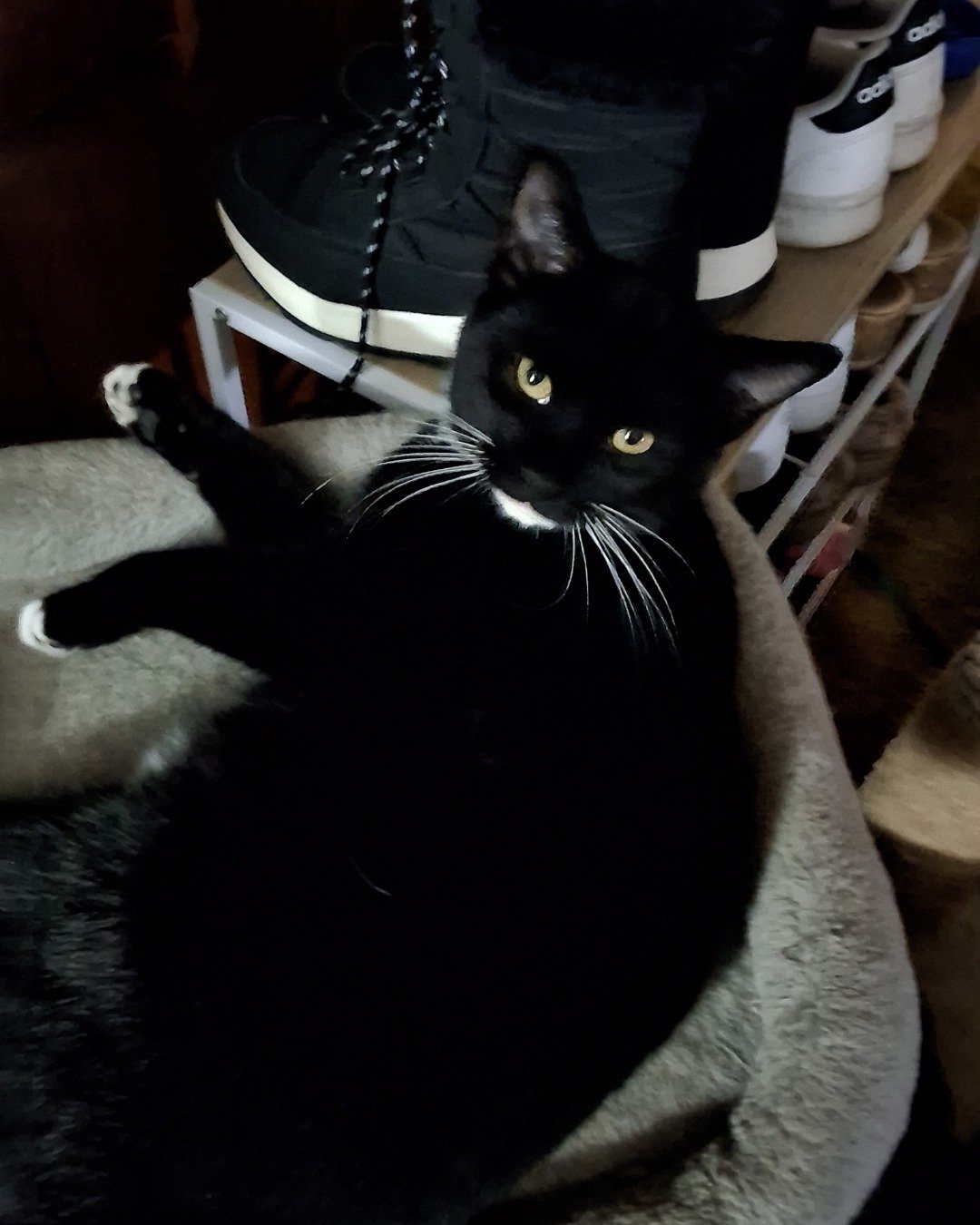 Maxwell the IDK. Cat, Black Cat