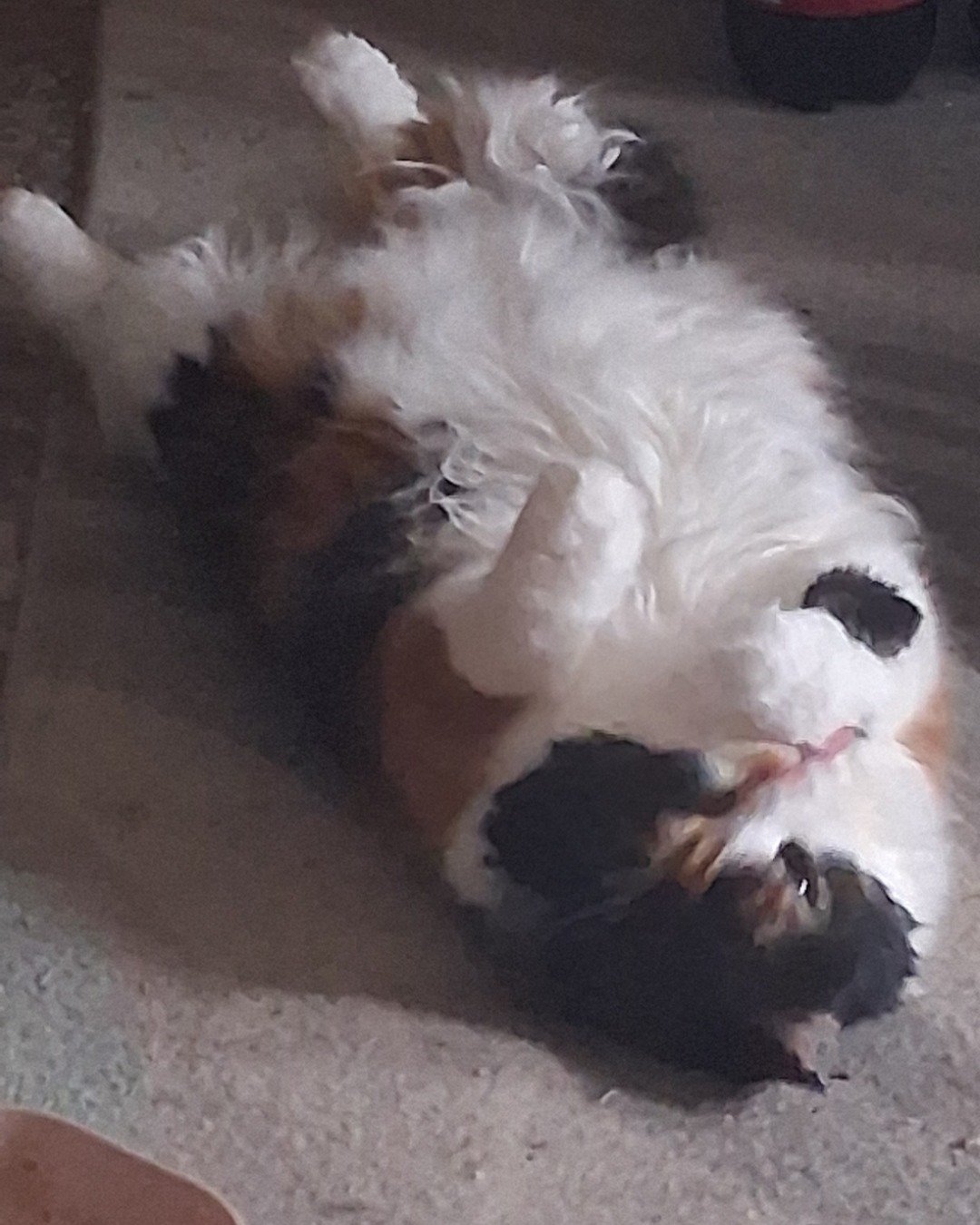 Nini the calico. Person, Sleeping, Dog, Puppy