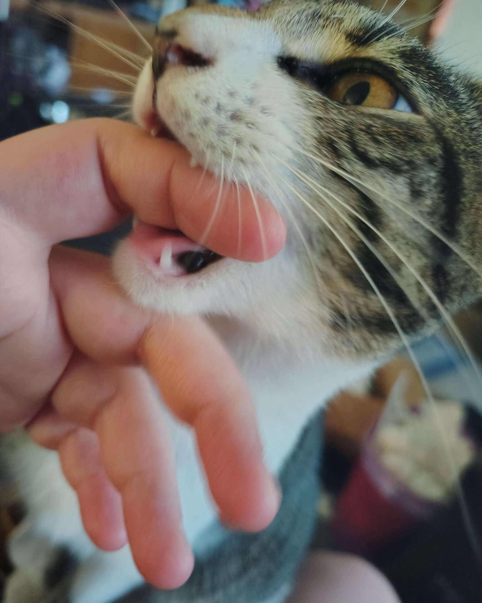 Athena. Body Part, Finger, Hand, Person, Cat, Kitten