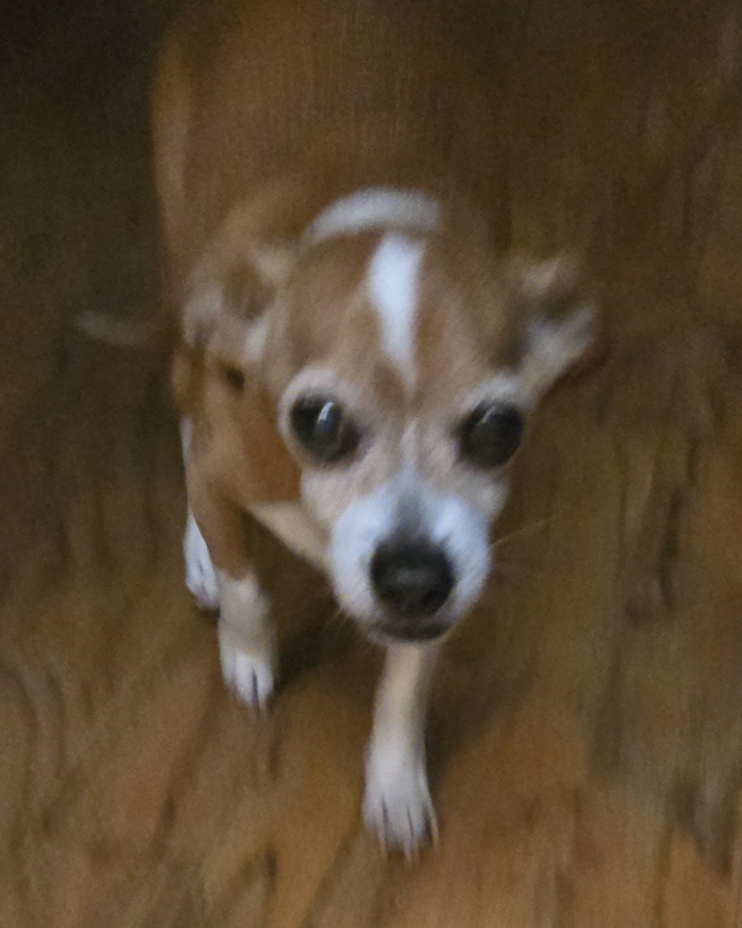 oakley the beagle chihuahua. Dog, Puppy, Chihuahua