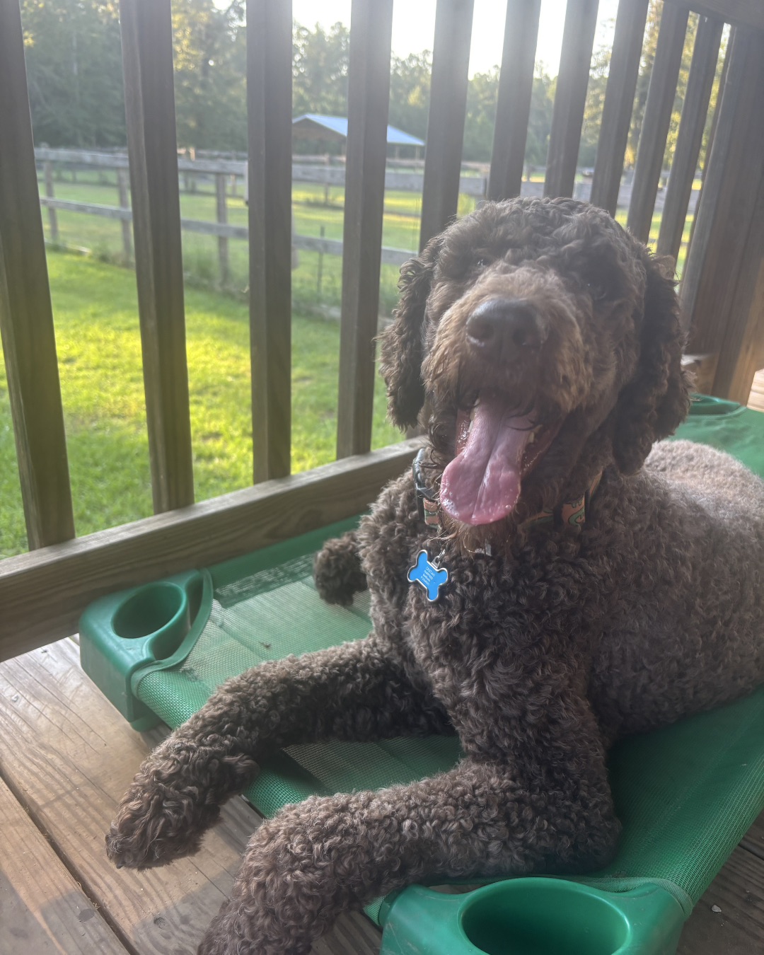 Jasper the Goldendoodle. Grass, Plant, Dog, Puppy, Architecture, Building