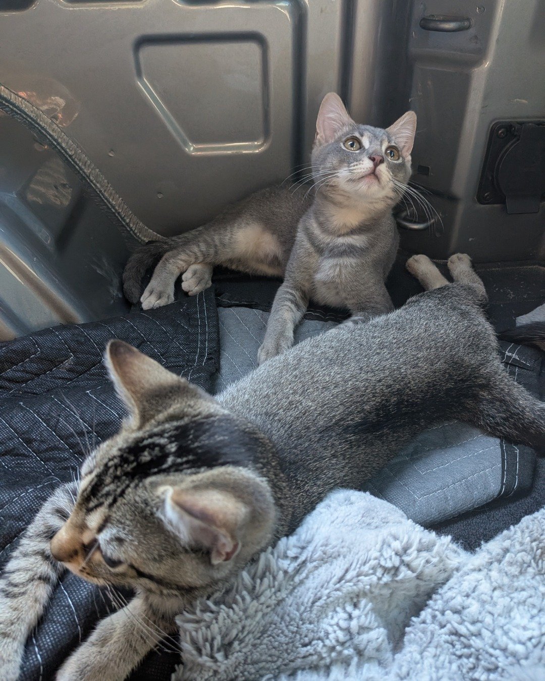 Egypt the American shorthair. Abyssinian, Cat, Kitten