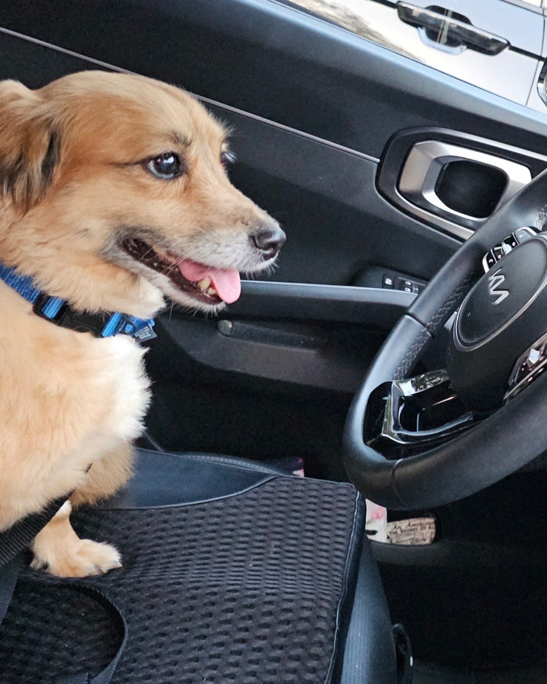 rusty. Dog, Transportation, Vehicle