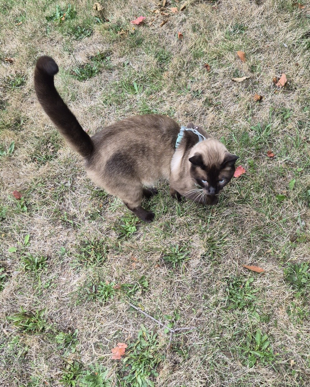 blue the siamese. Grass, Plant, Dog, Puppy, Cat