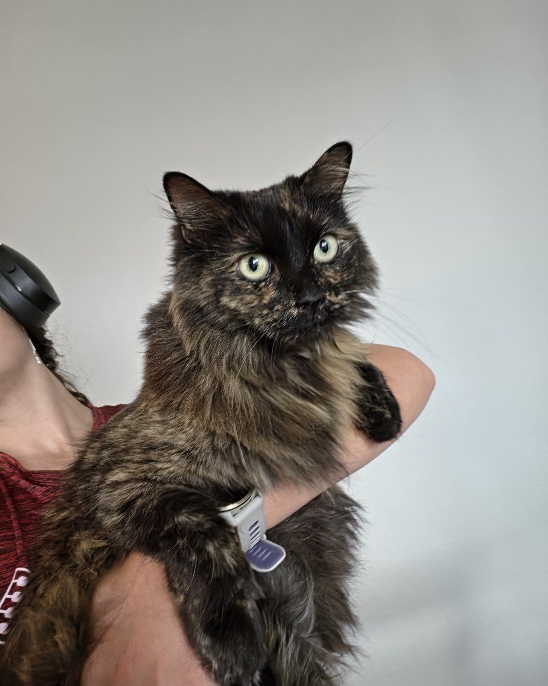 Ember. Cat, Electronics