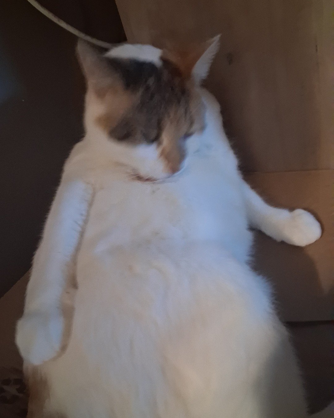Callie the Calico maincoon. Cat, Person, Sleeping, Kitten