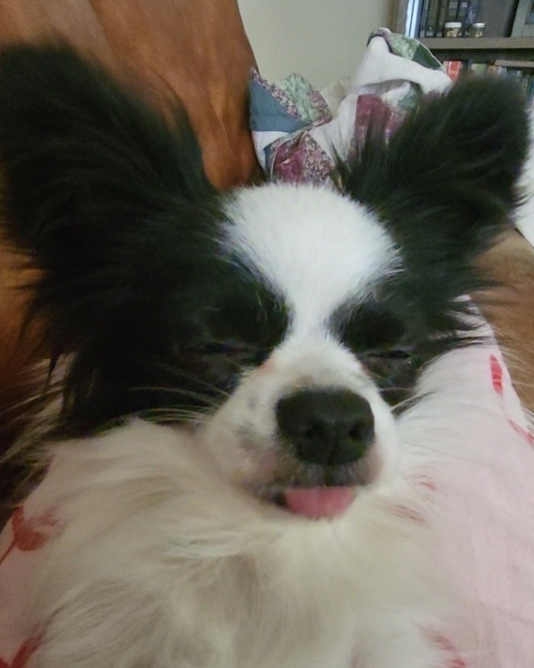 Danny the Long haired Chihuahua. Cocker Spaniel, Dog, Papillon