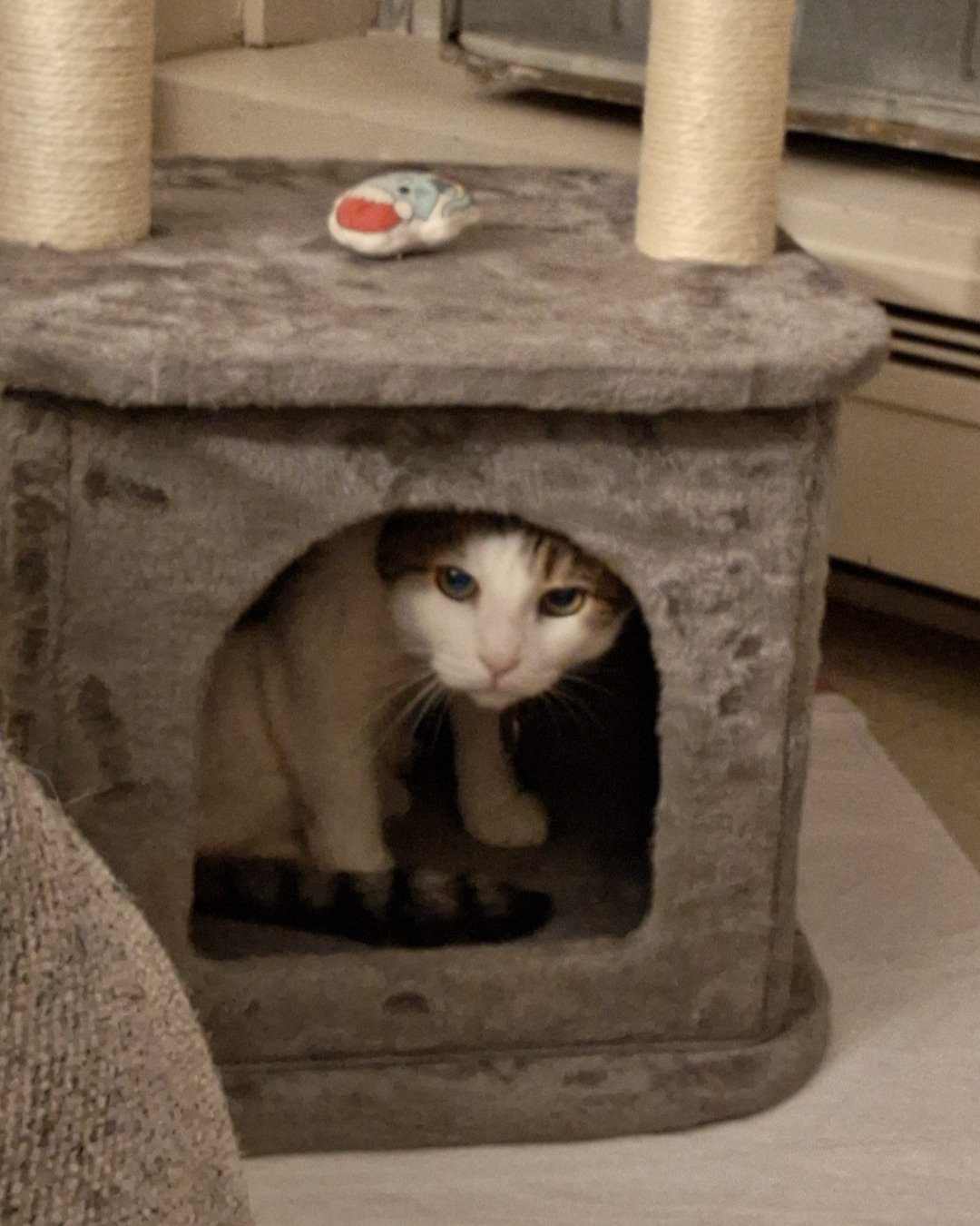 Babie Girl. Indoors, Clothing, Footwear, Shoe, Cat, Fireplace