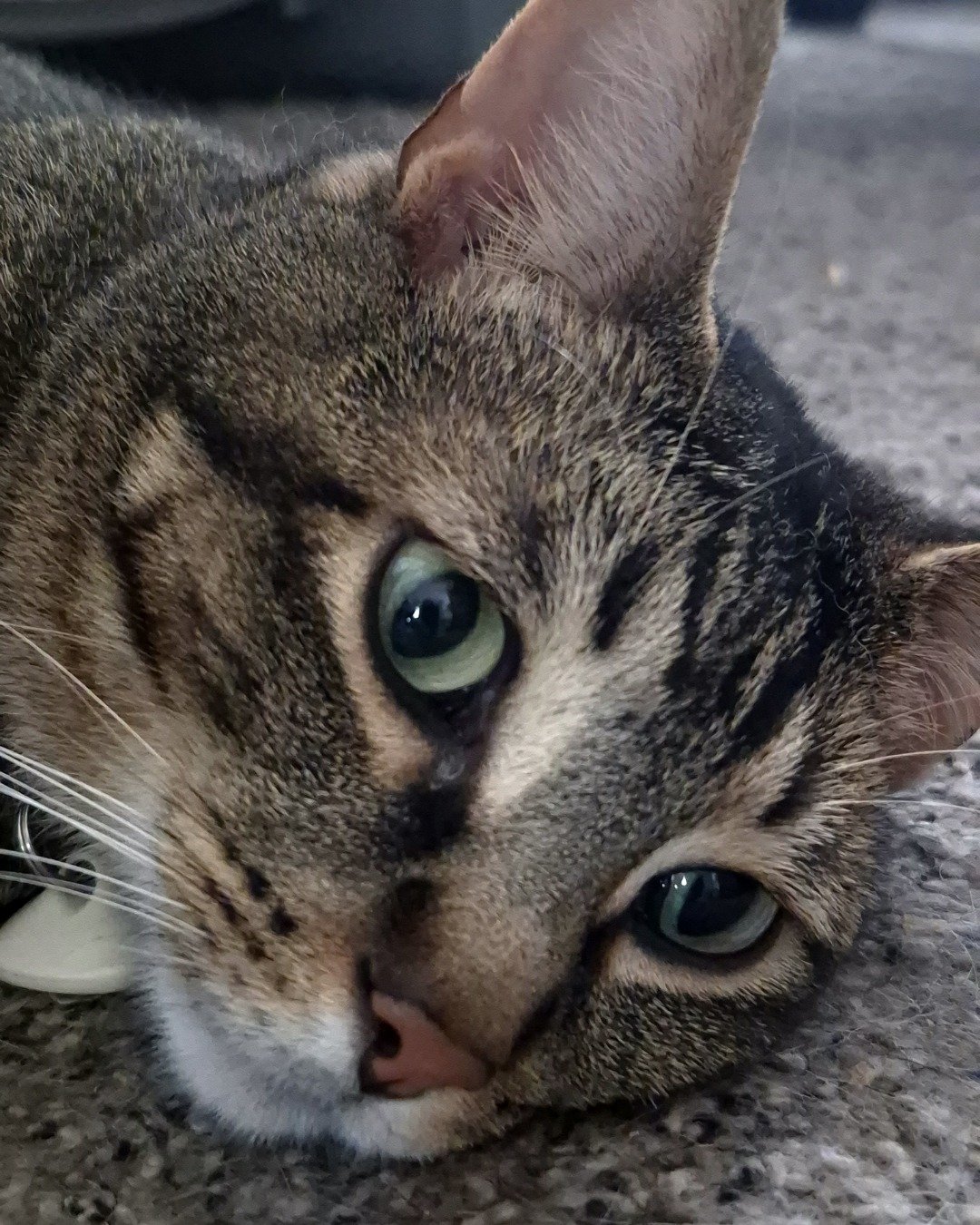 Scylla the Tabby. Abyssinian, Cat