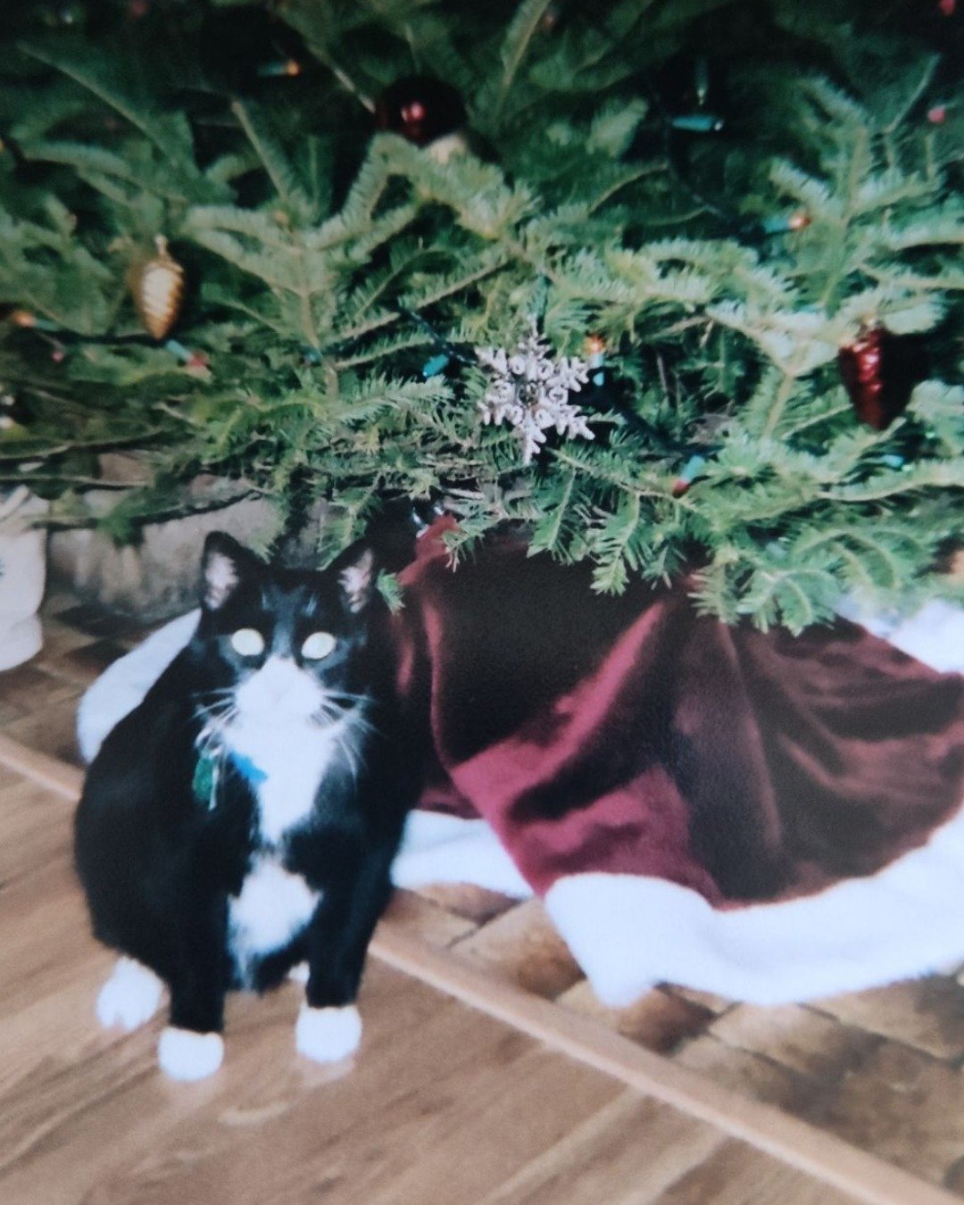 Bandit the Tuxedo. Plant, Potted Plant, Tree, Conifer, Person, Green