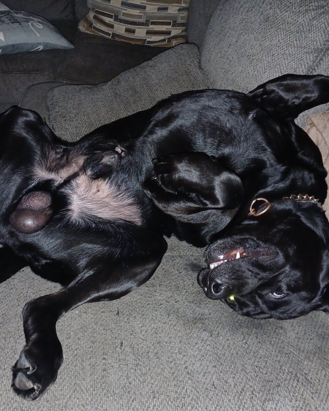 gunner the lab. Dog, Puppy, Couch, Furniture