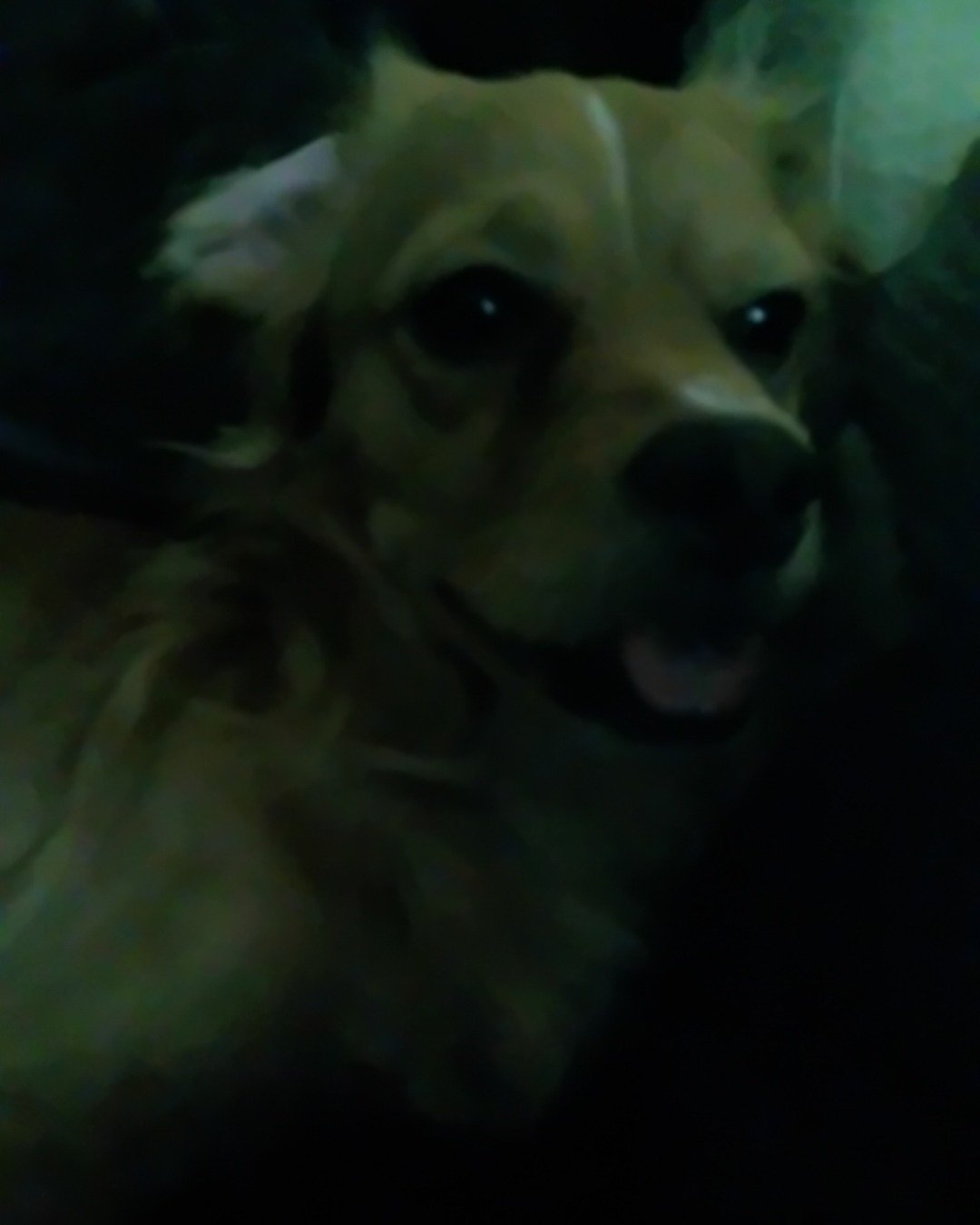 Yuri the PugZu. Dog, Puppy