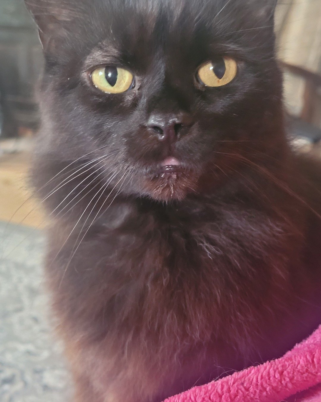 Fluffy. Cat, Black Cat