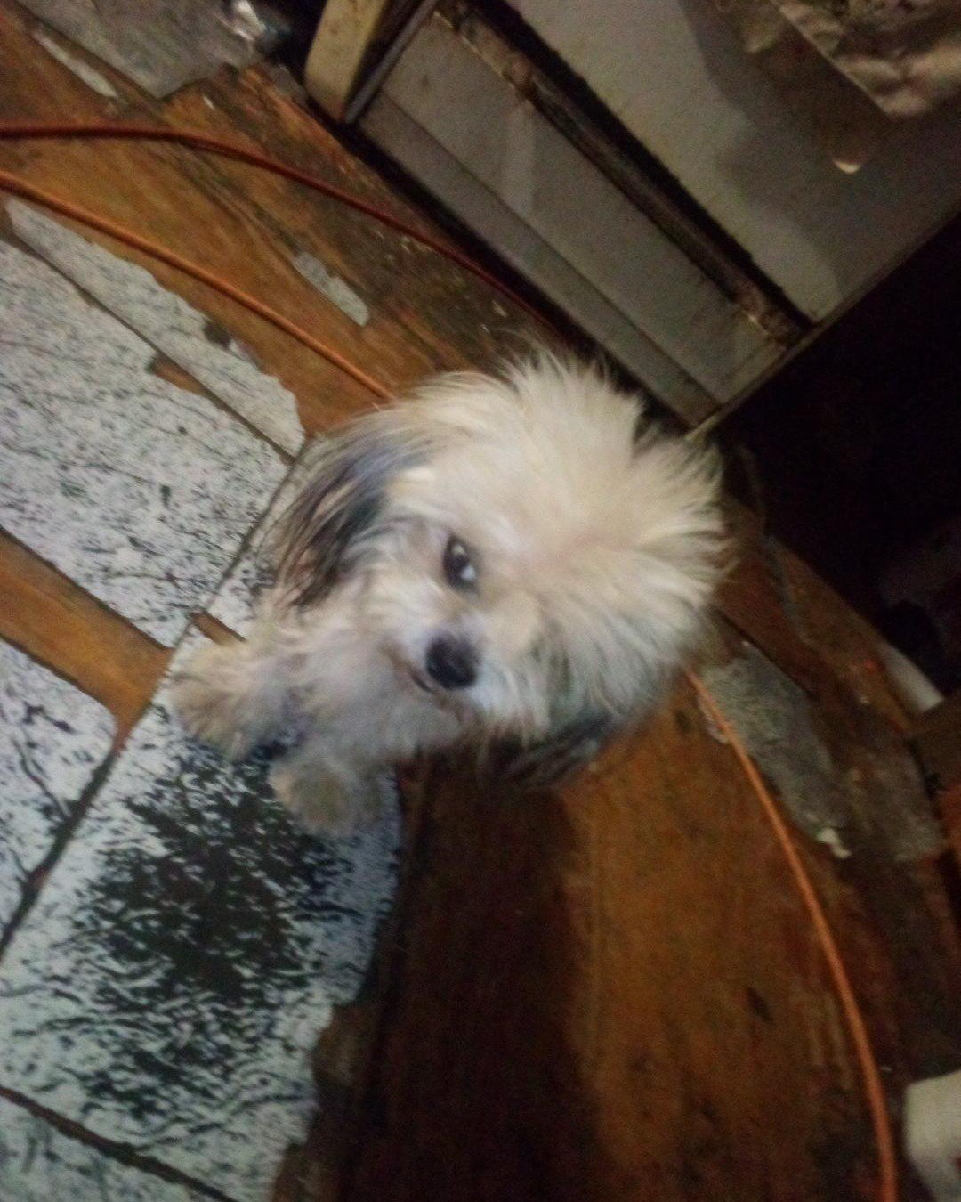lolee the shih tzu. Dog, Puppy, Slate