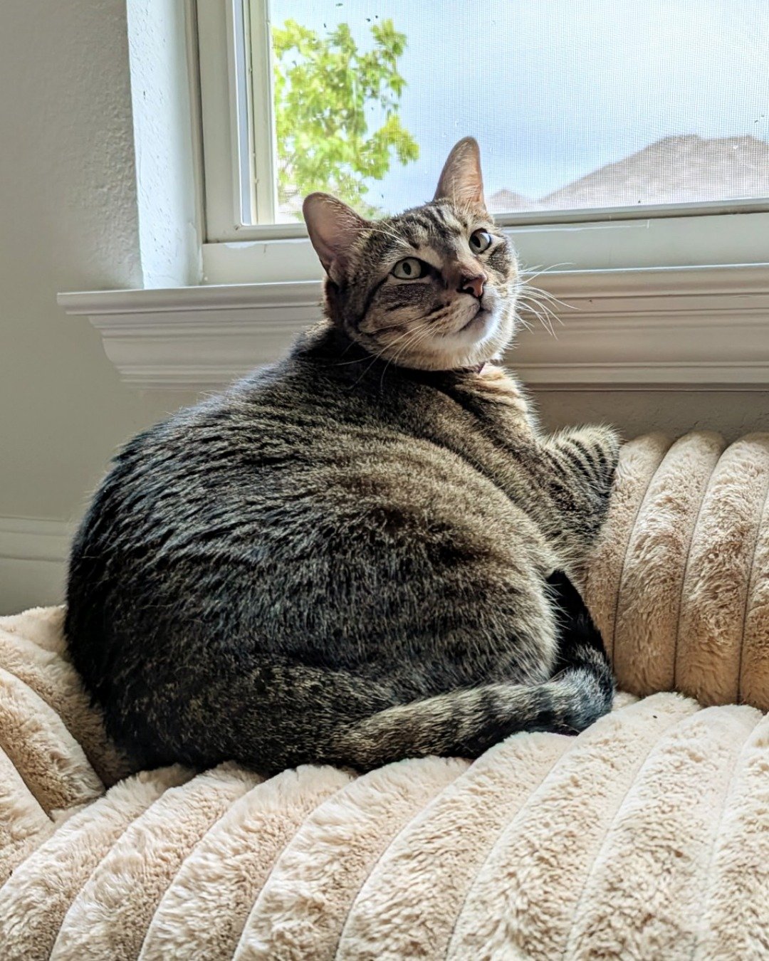 Cheddar Biscuit the Brown Tabby Shorthair. Cat, Blanket