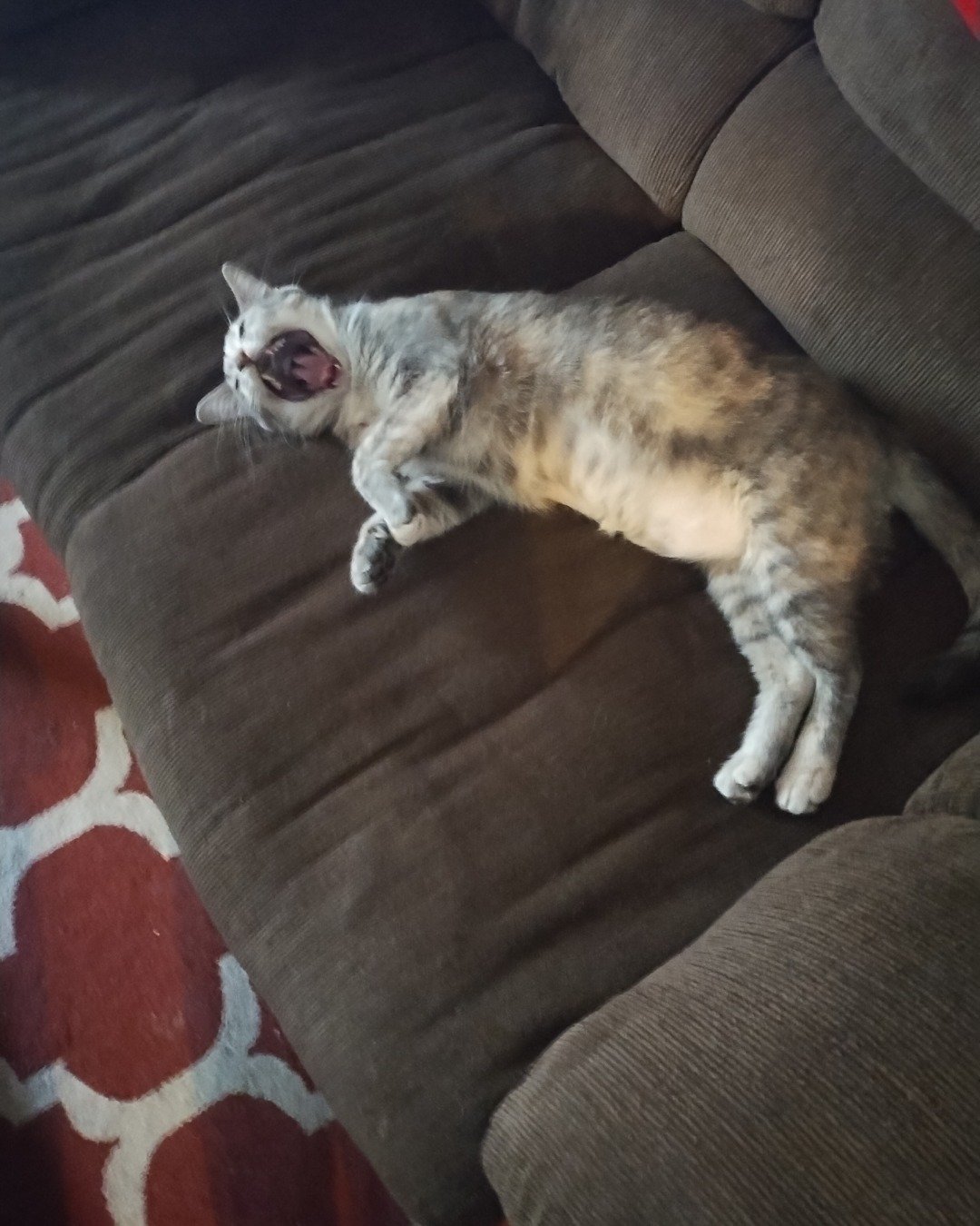 Kitty the gray cat. Couch, Furniture, Cushion, Home Decor, Person, Cat
