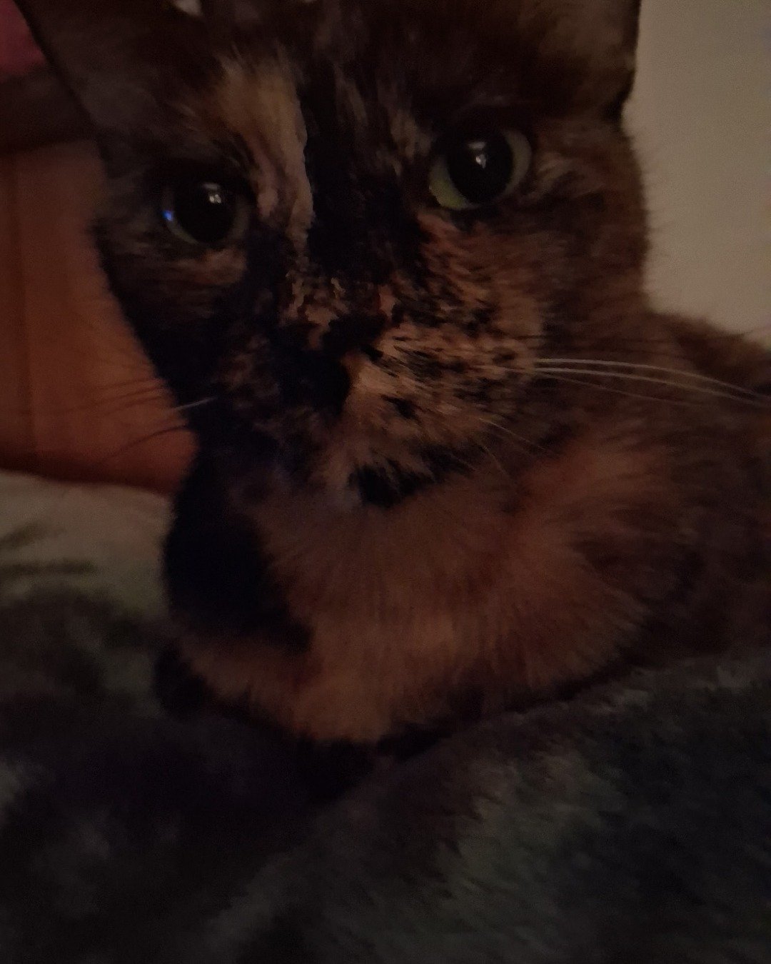 Gizmo. Cat, Kitten
