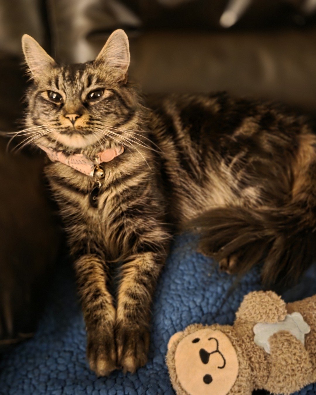 Evie. Cat, Kitten, Couch, Furniture, Manx
